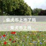 柴犬币上市了吗（柴犬币上线）