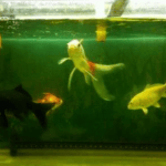 锦鲤混养最佳搭配（鱼缸养锦鲤最忌讳7件事）