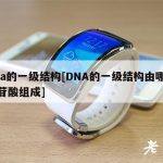 dna的一级结构[DNA的一级结构由哪些核苷酸组成]