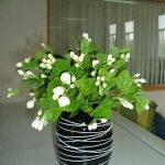 茉莉花适合在室内养吗（茉莉花在家怎样养）