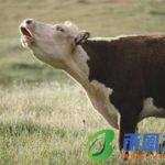 告加个阝是什么字（告加字等于什么字）