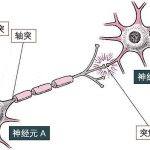 SignalPlus：浅谈深度神经网络